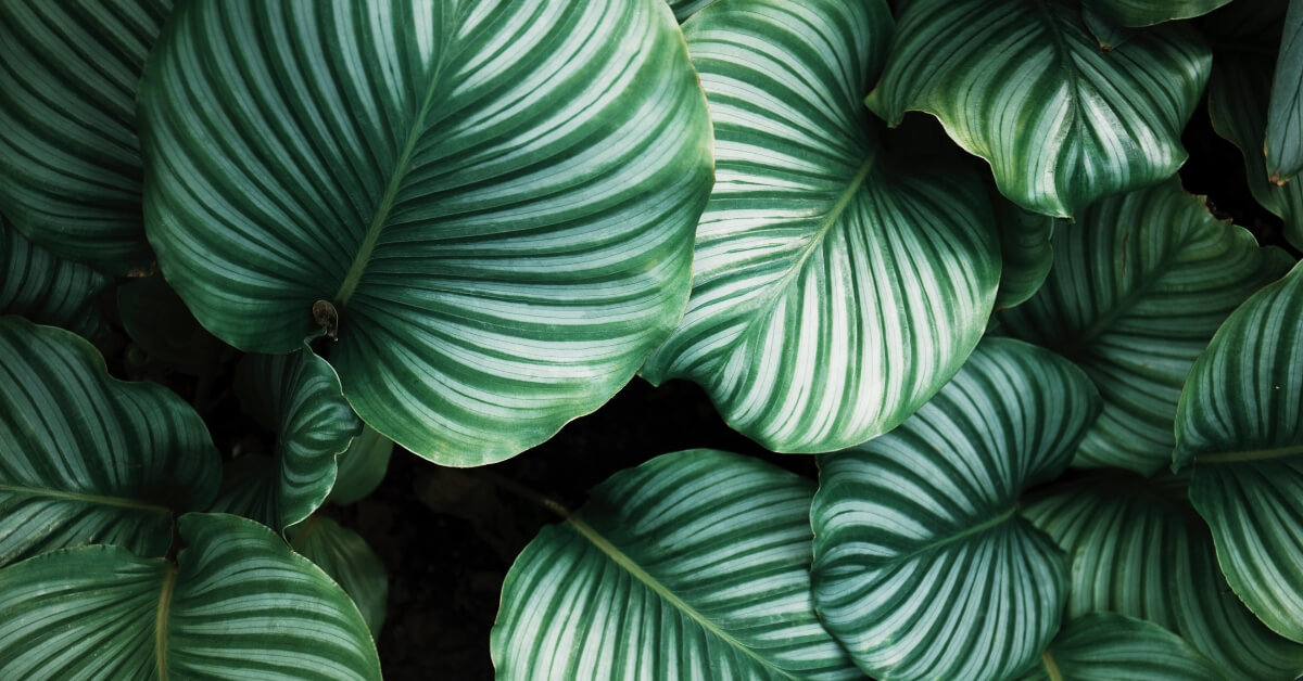 plant with healthy green leaves