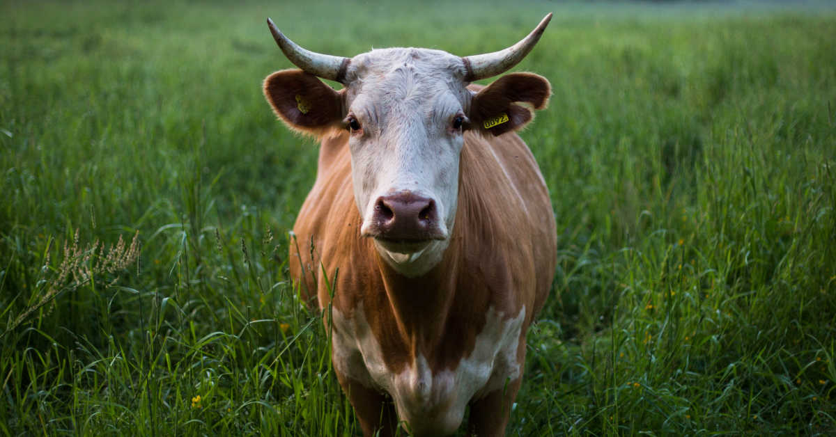 Cow in a green field