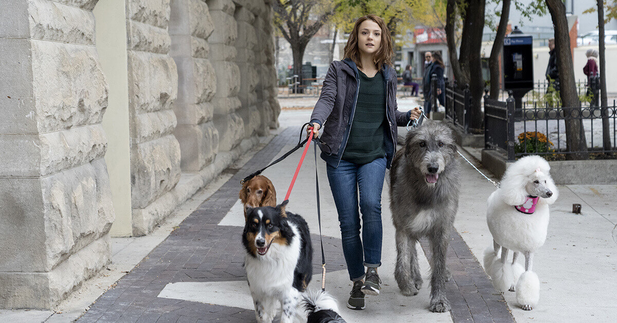 CJ Walking dogs