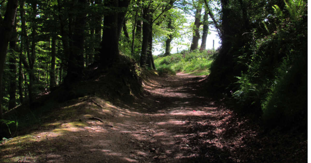 Forest Track