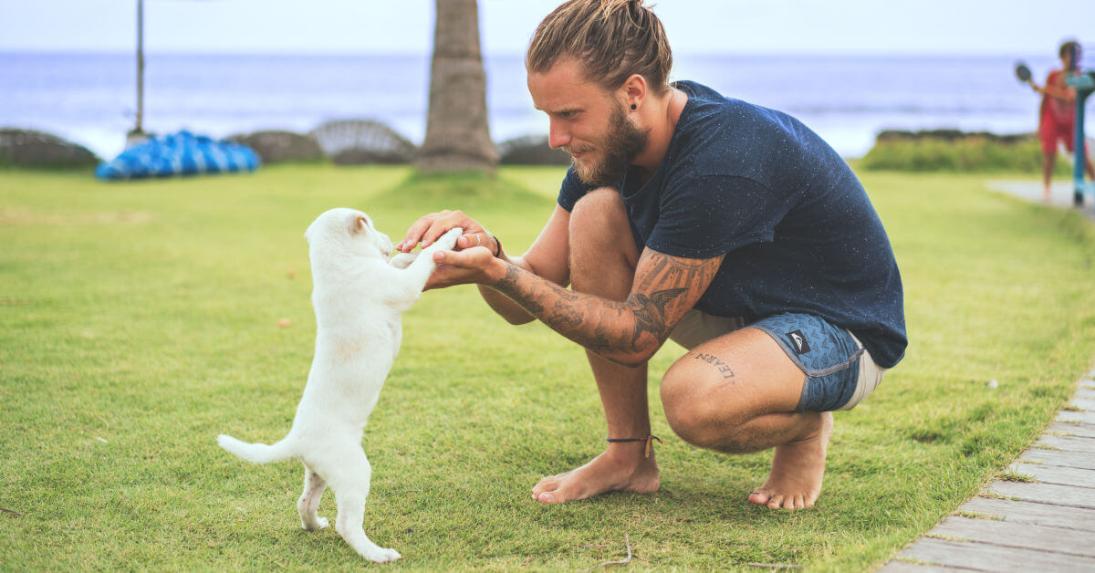 Dog at beach