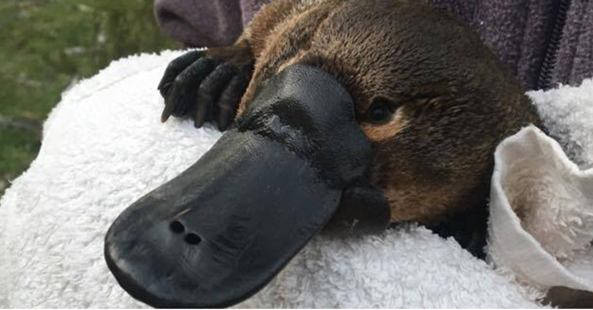 Platypus