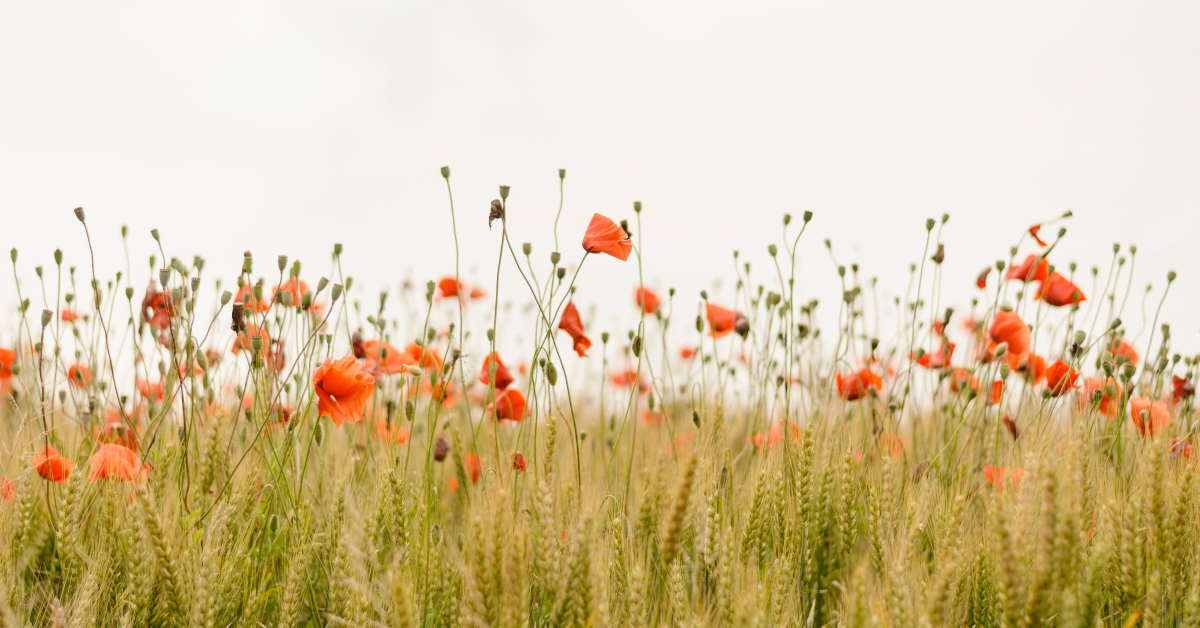 field of red flowers up close