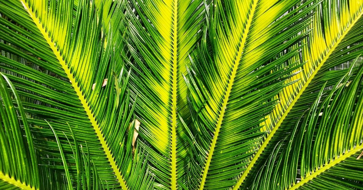 palm fronds