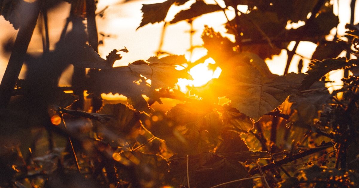 sunlight coming through branches