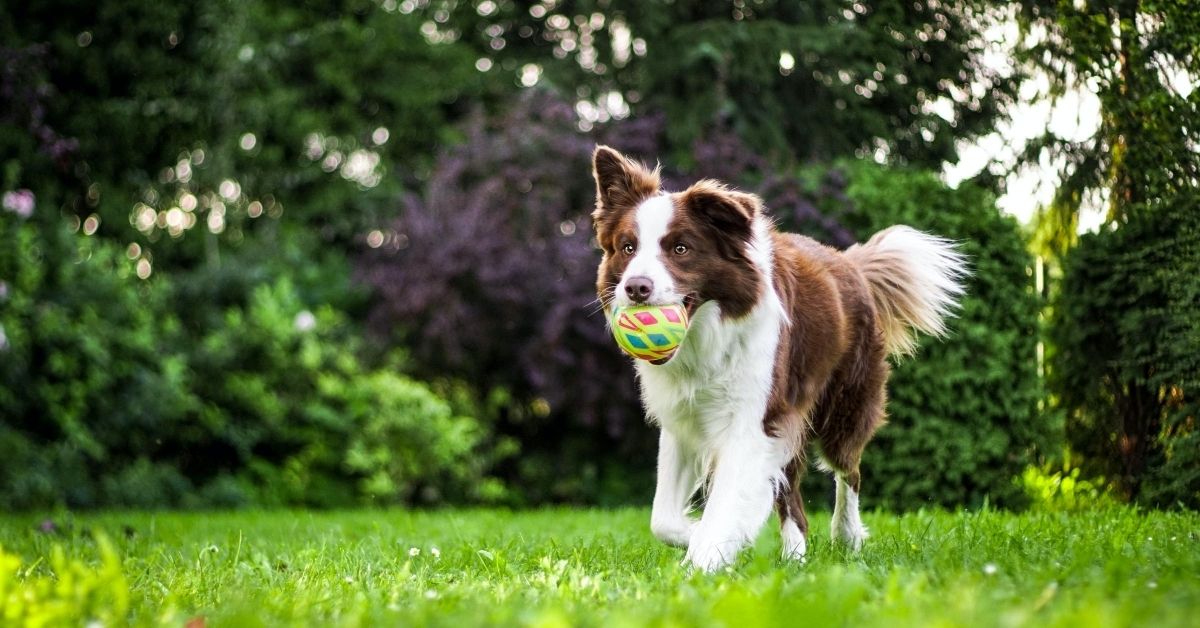 dog running with ball in its mouth