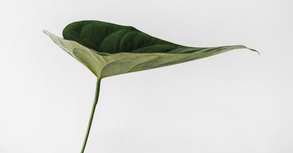 leaf on white background