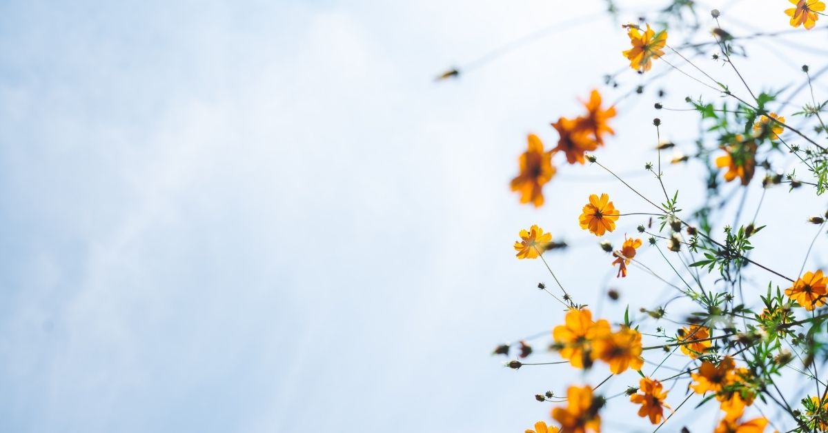 yellow flowers against a light blue sky