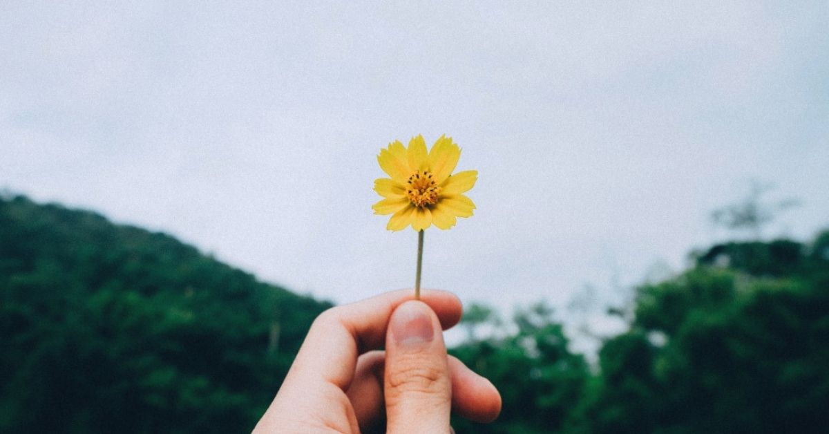 person holding a yellow flower