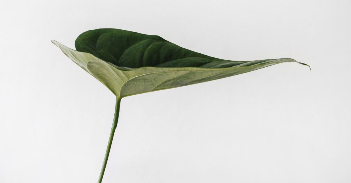 a green leaf on white background