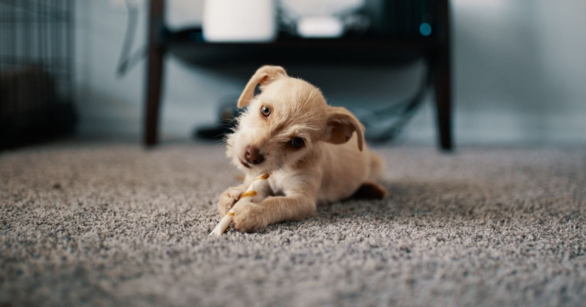 a dog laying on the carpet