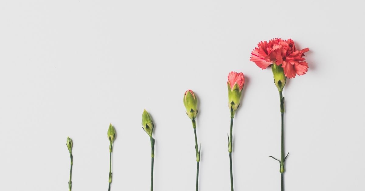 a flower at different life stages from seed to full bloom