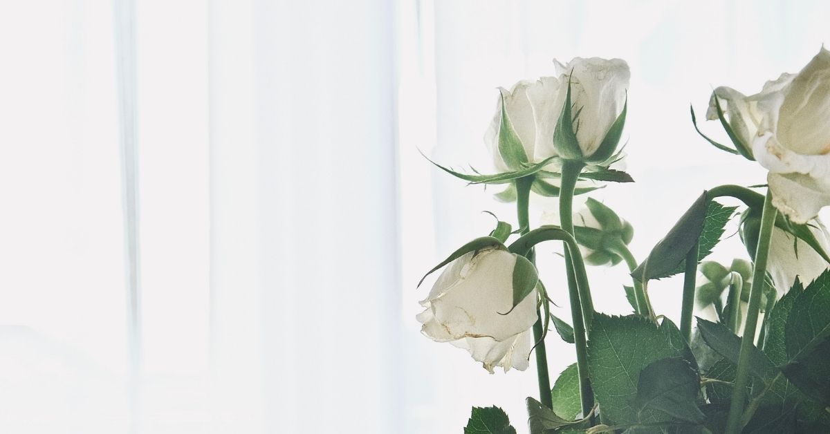 white roses at a funeral