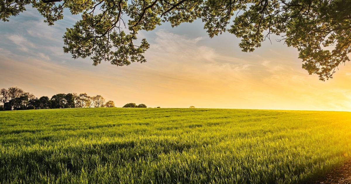 a grassy open field at sunset