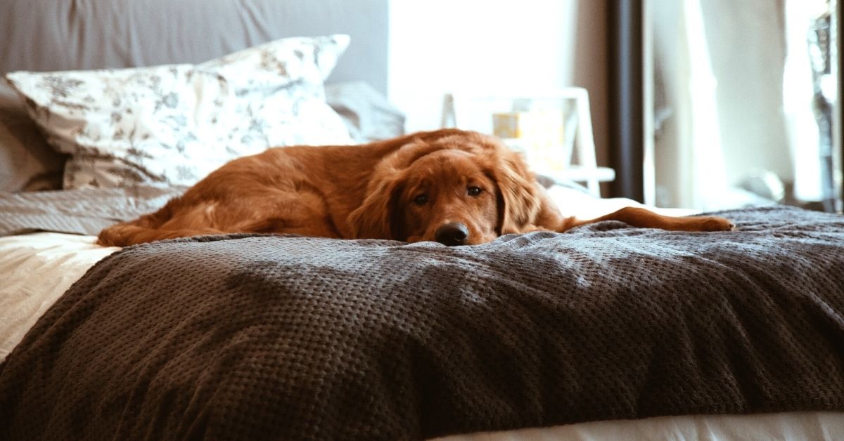 Dog lying on bed