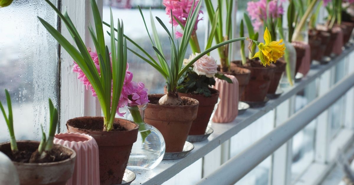 FLowers in a greenhouse