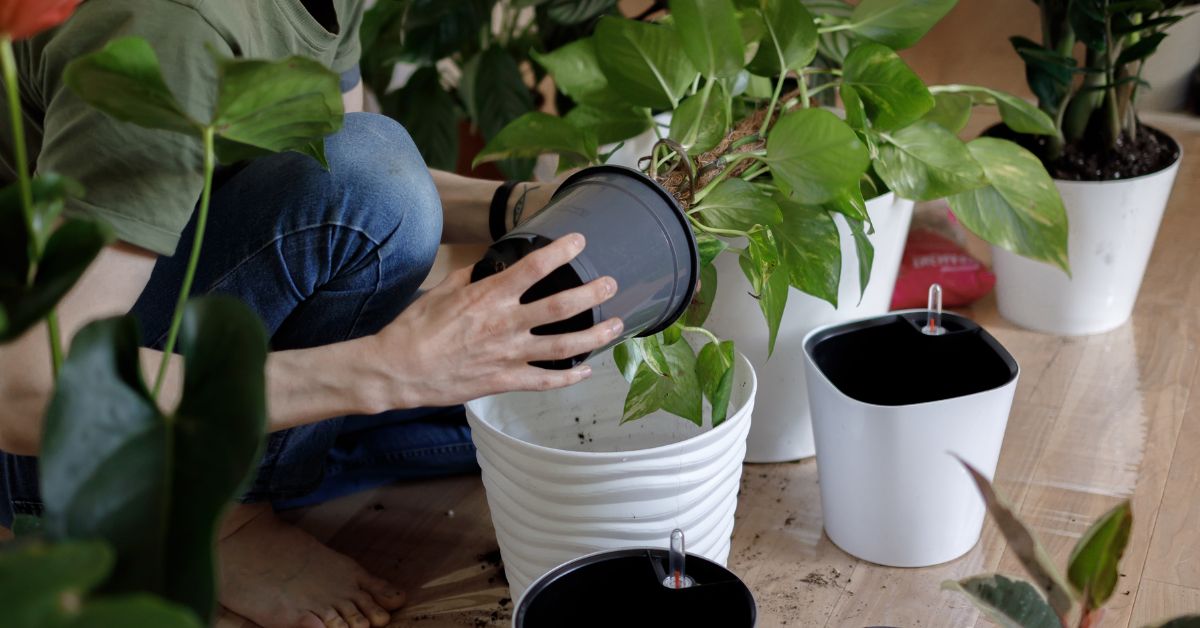 man tending to potplants