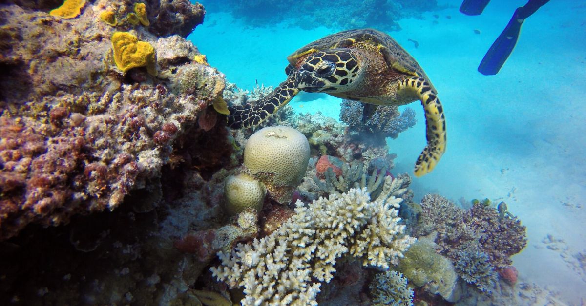 Great Barrier Reef