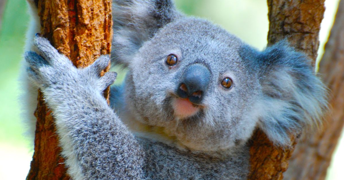 Koala in a tree